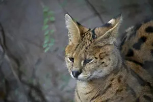 Spots: ibxiqx10406990.jpg