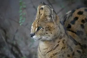 Spots: ibxiqx10407008.jpg