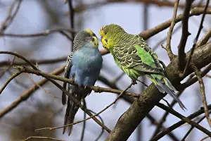 Parakeet: ibxiqx10417015.jpg