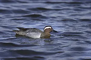 Anseriformes: ibxiqx11132001.jpg