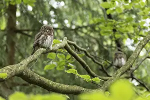 Strix: ibxiqx11135614.jpg