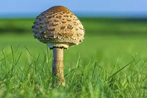 Basidiomycetes: ibxiqx11210068.jpg