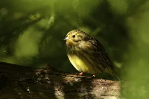 Yellowhammer: ibxiqx11457233.jpg