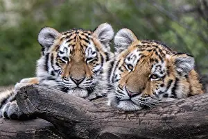 Tigers: ibxiqx11756406.jpg