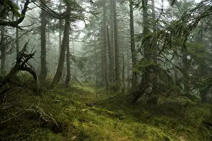 Conifer: ibxiqx11762254.jpg