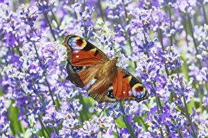 Lavender: ibxiqx12013489.jpg