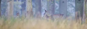Fallows: ibxjko11841107.jpg