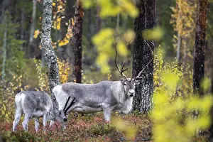Reindeer: ibxjor11636230.jpg