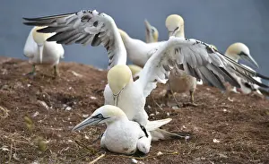 Gannet: ibxkmb11732405.jpg