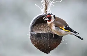Finch: ibxkmb12172712.jpg
