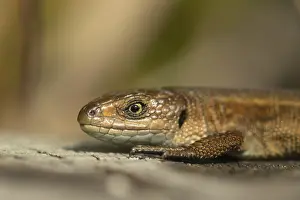 Lizards: ibxksa11563485.jpg