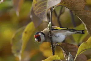 Finch: ibxksa11918099.jpg