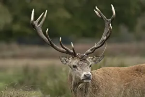 Stags: ibxksa12074491.jpg