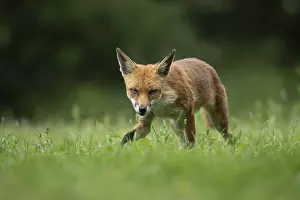 Vulpes: ibxksa12074851.jpg