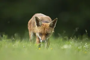 Vulpes: ibxksa12074856.jpg