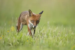 Vulpes: ibxksa12074879.jpg