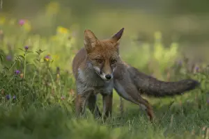 Vulpes: ibxksa12074919.jpg