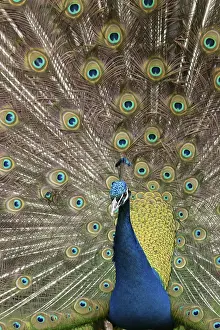 Peacock: ibxksa12146414.jpg