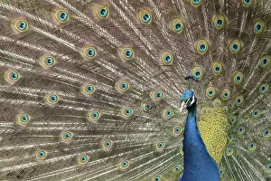 Peacock: ibxksa12146423.jpg
