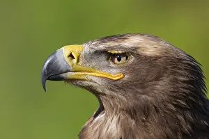 Aquila: ibxksa12398642.jpg