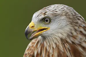 Milvus: ibxksa12614874.jpg