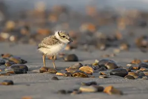 Fledgling: ibxksa12652985.jpg