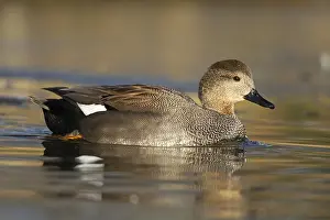 Anseriformes: ibxksa12653420.jpg