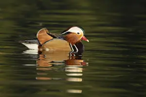 Anseriformes: ibxksa12653448.jpg