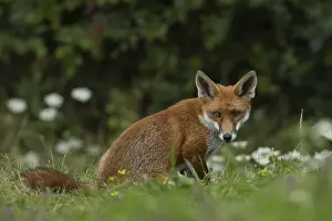 Vulpes: ibxksa12762186.jpg