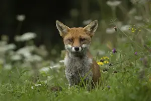 Vulpes: ibxksa12762230.jpg