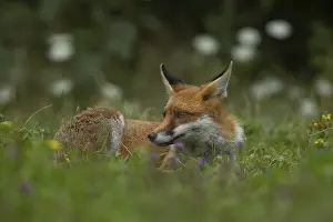 Vulpes: ibxksa12762294.jpg