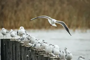 Gull: ibxlse11546015.jpg