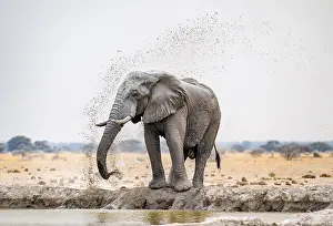 Splash: ibxmab11744820.jpg
