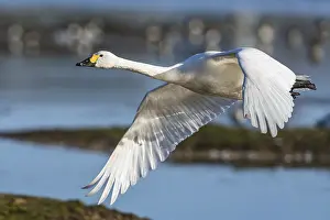 Anseriformes: ibxmao12411153.jpg