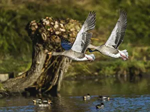 Anseriformes: ibxmao12527574.jpg