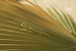 Adaption: ibxmhk11587713.jpg