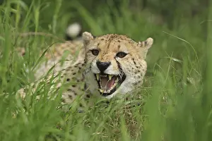 Cheetah: ibxmhk11599479.jpg
