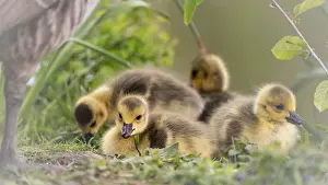 Reeds: ibxmmh11938533.jpg