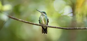 Hummingbird: ibxmzf11512289.jpg