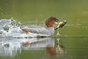 Catch: ibxphe13076010.jpg