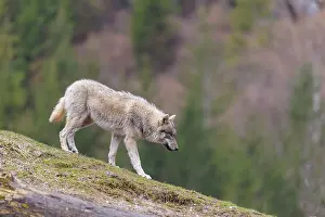 Eurasian Wolves: ibxprn13012984.jpg