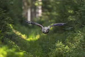Strix: ibxprw12171600.jpg