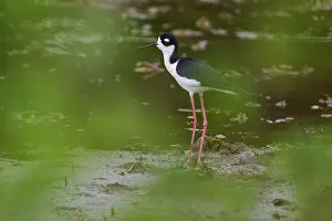 Avocet: ibxrde11597019.jpg