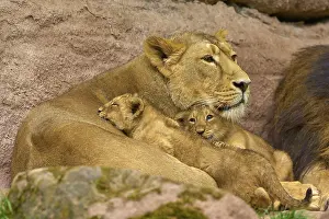 Lions: ibxrde11723289.jpg