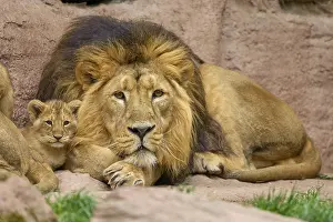Lions: ibxrde11723360.jpg