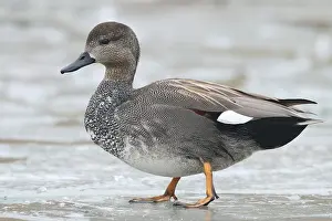 Anseriformes: ibxrer12000031.jpg