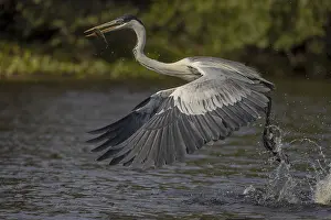 Ardeidae: ibxrml12825186.jpg
