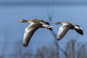 Anseriformes: ibxron12909417.jpg