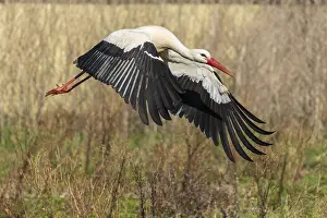 Storks: ibxron12948121.jpg