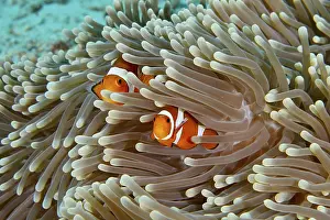 Indonesian: ibxrvo11761289.jpg